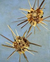 Sea Urchins