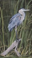 Blue Heron