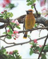 Cedar Waxwing and Cherry Blossoms