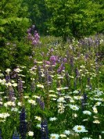 Down in the Meadow (Martha's Vineyard)