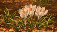 White Crocuses