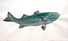 Bluefish