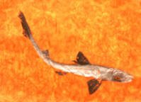 Dogfish Shark