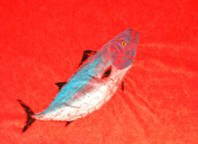 Bonito