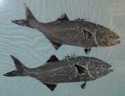 Two Bluefish