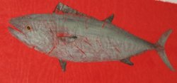 Bonito