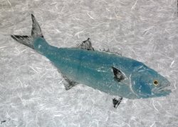 Bluefish