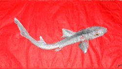 Dogfish Shark