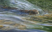 Ripples - River Otter