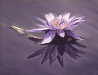 Water Lily