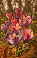 Crocuses in the Woods