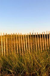 Vineyard Beach Grass & Fence