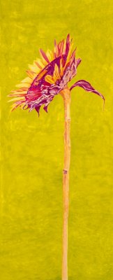 Carol Rowan - Sunflower 