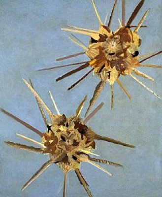 Sherry Blalock - Sea Urchins