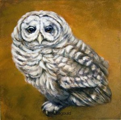 Caryn King - Owl