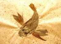 Steve London - Sea Robin