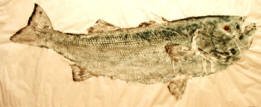 Steve London - Stripped Bass