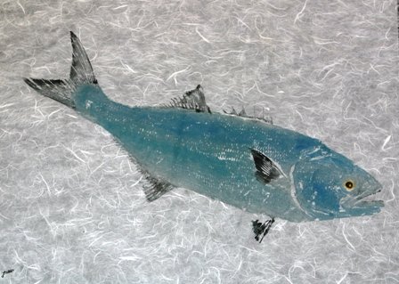 Steve London - Bluefish