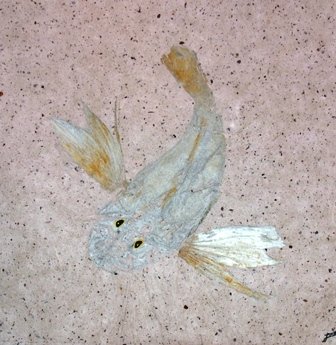 Steve London - Sea Robin