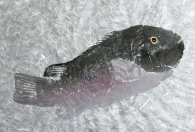 Steve London - Tautog