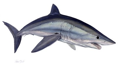 Flick Ford - Mako Shark
