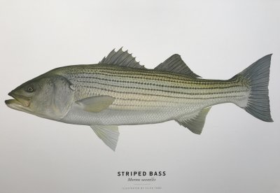 Flick Ford - Striped Bass Poster