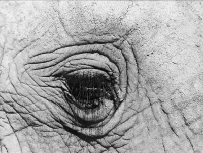 Anonymos - Elephants Eye
