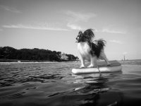 Surfing Sabrina, West Chop