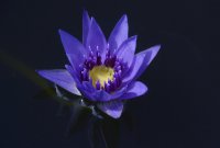 Blue Water Lily