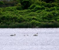 Squibnocket Pond 