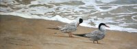 One Good Tern Deserves Another