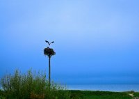 Ospreys At Lobsterville 