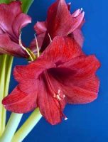 Amaryllis