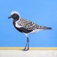 Blackbellied Plover