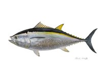 Bluefin Tuna