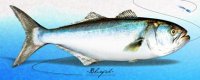 Bluefish