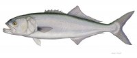 Bluefish