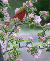 Cardinal and Cherry Blossoms