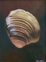 Clam