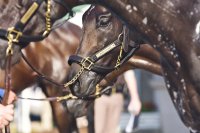 Horses of the Kentucky Derby 