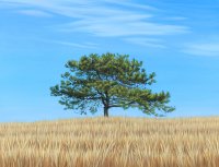 Lone Tree