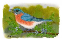 Eastern Bluebird