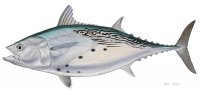 False Albacore