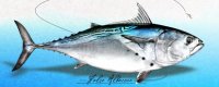 False Albacore