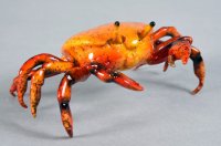 Fiddler Crab