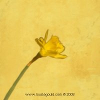 Daffodill