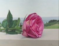 Fuscia Rose