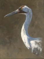 Gold Collection - Whooping Crane