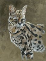 Gold Collection - Serval