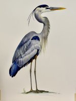 Great Blue Heron (Formal)